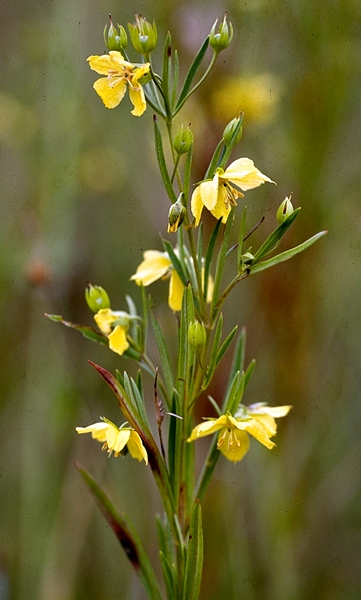 {Lysimachia quadriflora}